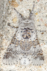 Furcula occidentalis