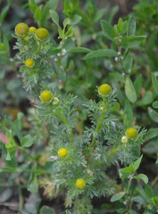 Matricaria discoidea