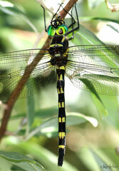 Macromia pacifica