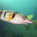 Threebar Porcupinefish - Photo (c) Richard Ling, some rights reserved (CC BY-NC-SA)