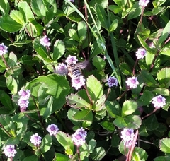 Melissodes communis communis