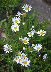 Tripleurospermum inodorum