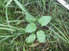 Lamium galeobdolon