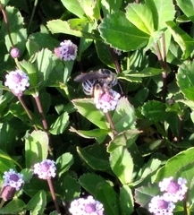 Melissodes communis communis