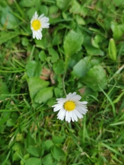 Bellis perennis