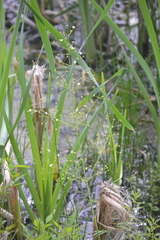 Alisma plantago-aquatica