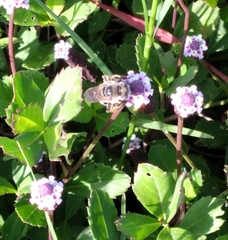 Melissodes communis communis