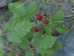 Rubus ursinus macropetalus