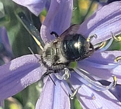 Xylocopa tabaniformis orpifex