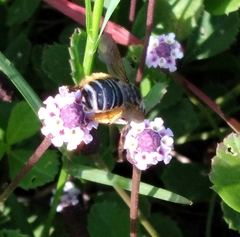 Melissodes communis communis