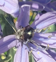 Xylocopa tabaniformis orpifex