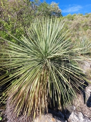 Yucca linearifolia