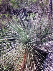 Yucca linearifolia