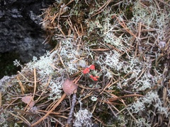 Cladonia coccifera