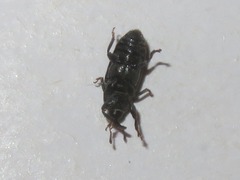 Mecinus pyraster