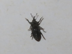 Mecinus pyraster