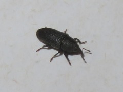Mecinus pyraster