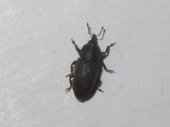 Mecinus pyraster