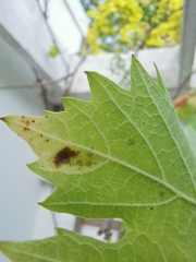 Colomerus vitis