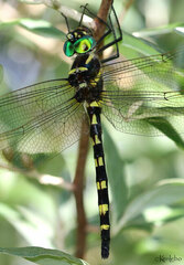Macromia pacifica