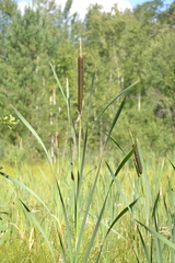 Typha latifolia