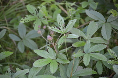 Comarum palustre