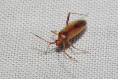 Creontiades rubrinervis