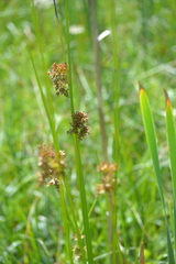 Juncus effusus