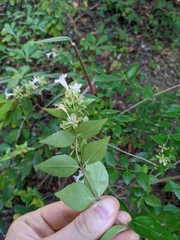 Abelia