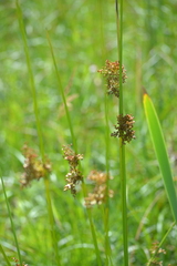 Juncus effusus