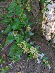 Abelia