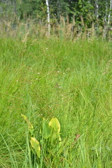 Alisma plantago-aquatica