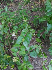 Abelia