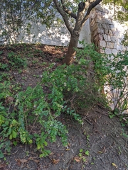 Abelia