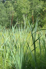 Typha latifolia