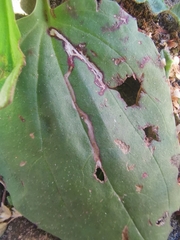 Phytomyza plantaginis