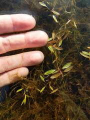 Potamogeton bicupulatus