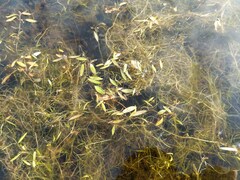 Potamogeton bicupulatus