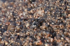 Lachnophorus elegantulus