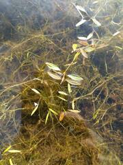 Potamogeton bicupulatus