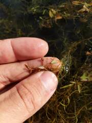 Potamogeton bicupulatus