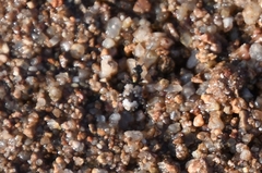 Lachnophorus elegantulus
