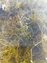 Potamogeton bicupulatus
