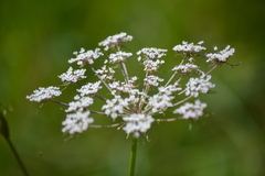 Peucedanum palustre