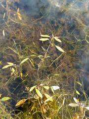 Potamogeton bicupulatus