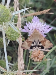 Heliothis viriplaca