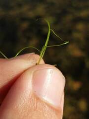 Potamogeton bicupulatus