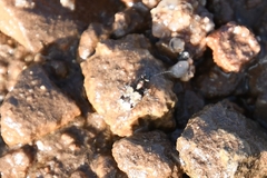 Lachnophorus elegantulus