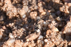 Lachnophorus elegantulus