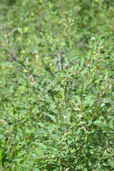Salix aurita